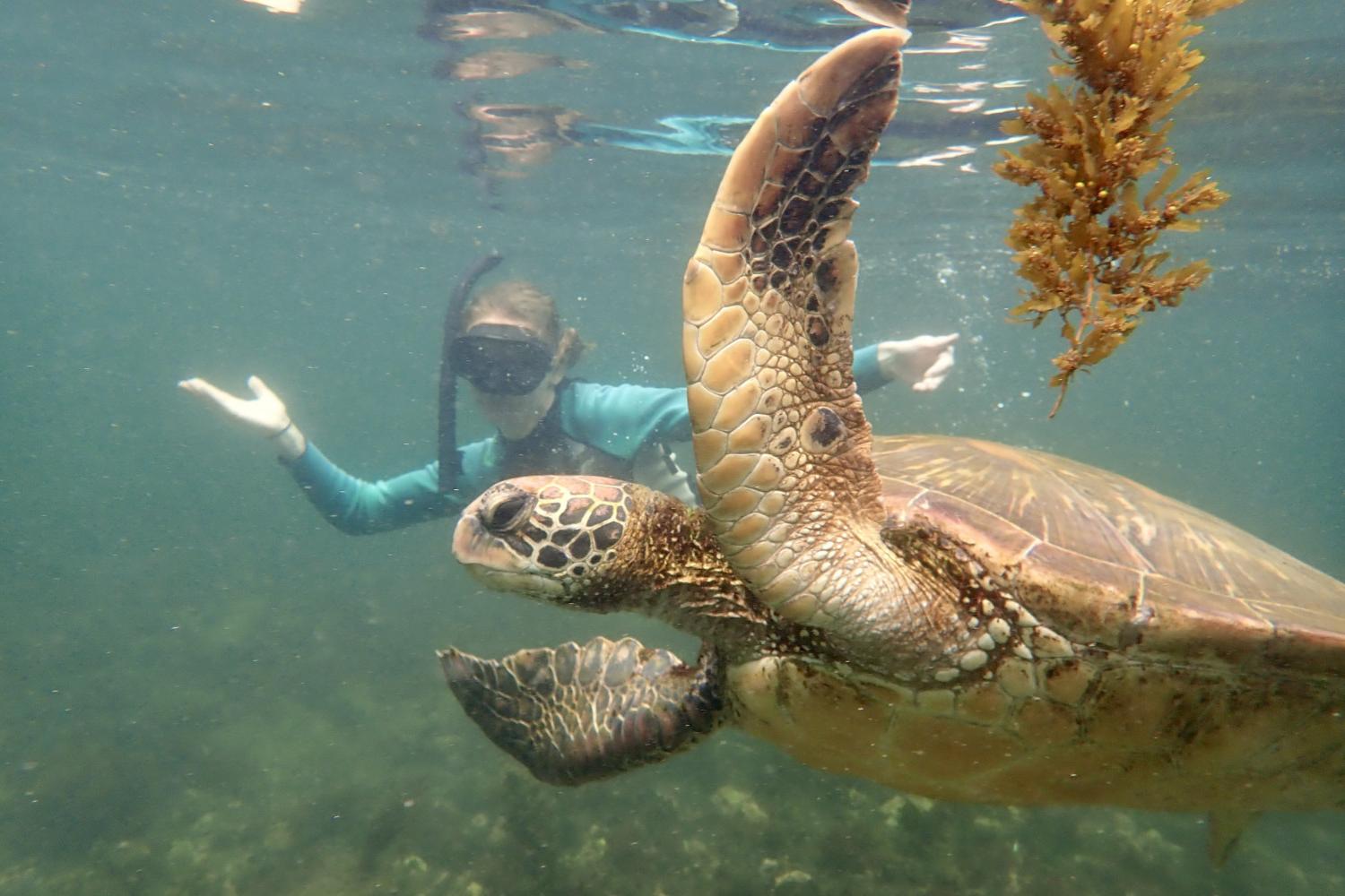 一名<a href='http://dln.4dian8.com'>博彩网址大全</a>学生在Galápagos群岛游学途中与一只巨龟游泳.